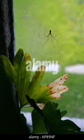 Daddy Long Legs spider Pholcus phalangioides attende la preda in una finestra della Cornovaglia Foto Stock