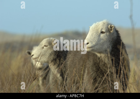 Herdwick pecora ad Ainsdale dune di sabbia Riserva Naturale Nazionale Lancashire Foto Stock