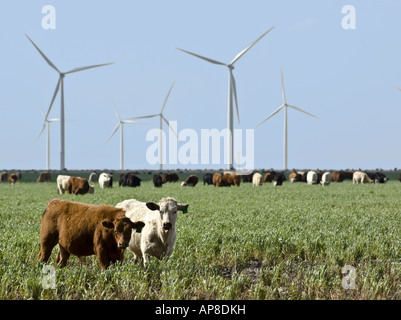 Wind Turbine alimentate sul Texas wind farm con i bovini in primo piano. Foto Stock