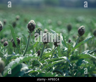 Carciofi in crescita in campo Foto Stock