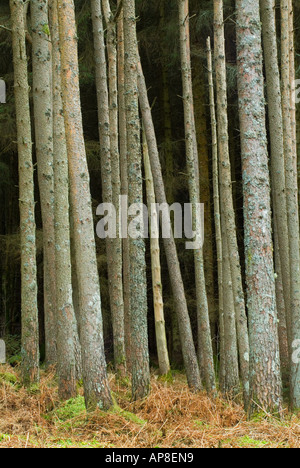 La pesantemente textured tronchi di questi alberi di pino naturalmente creare un forte arte grafica bella immagine luminosa luce morbida e una scura fo Foto Stock