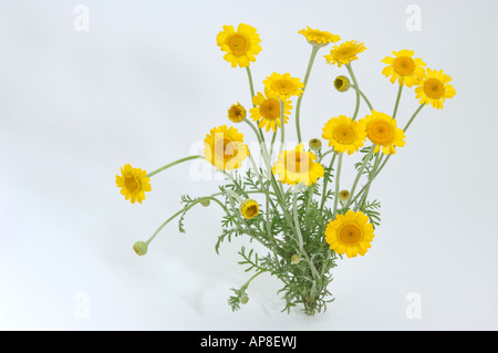 Dyers camomilla, giallo (Camomilla Anthemis tinctoria), fioritura gambi, studio immagine Foto Stock