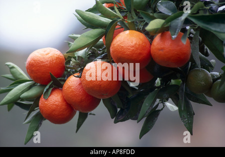 Close-up di arance crescente sul ramo Foto Stock