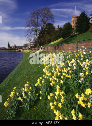 dh River Ness scotland Highlands INVERNESS gente che cammina lungo riverside narcisi primavera fiori primavera regno unito Foto Stock