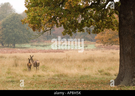 Cervi e vitello Foto Stock