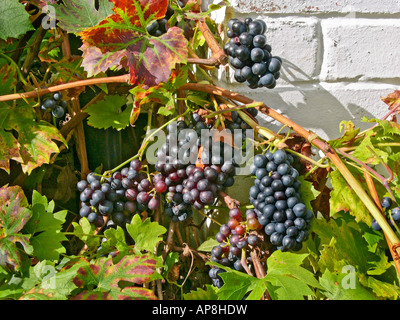 Prodotti commestibili di uva nera che crescono lungo un soleggiato sud parete affacciata nel Wiltshire, Inghilterra UK UE Foto Stock