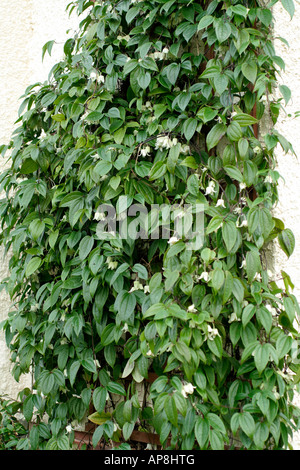 La clematide urophylla inverno bellezza in fine di gennaio Foto Stock