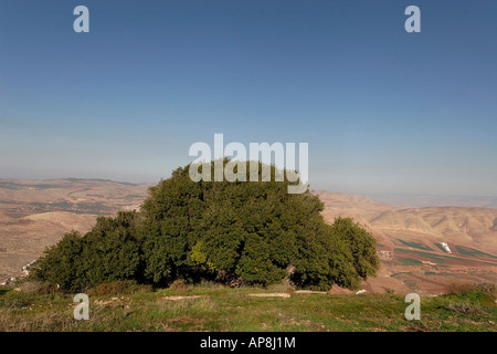 La Samaria Kermes Oak Quercus Caliprinos sul Monte Kabir Foto Stock