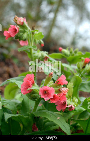 Pulmonaria rubra Redstart inizia a fiorire in gennaio pic Jan 22 Foto Stock