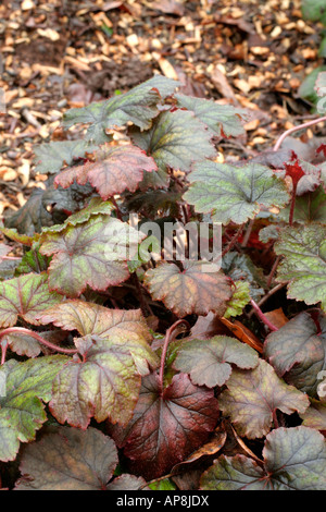 Tellima grandiflora rubra gruppo assume attraente fogliame bronzato durante il periodo invernale Foto Stock