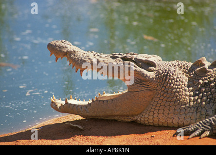 Un grande coccodrillo di acqua salata ensoleillement stessa su una sabbia rossa in banca la Outback dell Australia Occidentale Foto Stock