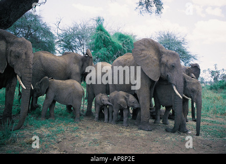 Gli elefanti femmina e i vitelli resto sotto grandi alberi di acacia Samburu Riserva nazionale del Kenya Africa orientale Foto Stock