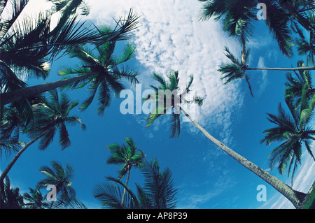 La sommità delle palme di cocco stagliano contro un cielo blu con nuvole bianche costa del Kenya Africa orientale Foto Stock