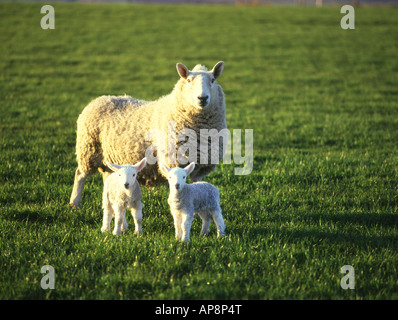 dh pecora agnello gemelli ANIMALI UK Farming ewe due agnelli twin campo verde Orkney primavera estate guardando la fotocamera Foto Stock