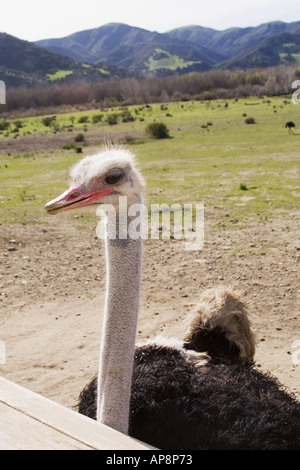 Ostrich Ostrichland Santa Ynez Valley in California Foto Stock
