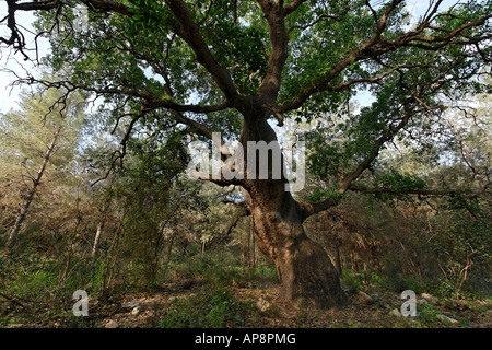 Israele Wadi ferro Monte Tabor quercia Quercus Ithaburensis in Hurbat Abbas Foto Stock