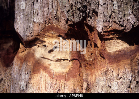 Ft. Lauderdale, Florida. Pino Australiano casuarina equisetifolia cinto di uccidere l'albero, una specie invasive. Foto Stock