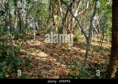 Ft. Lauderdale, Florida. Legno duro di vegetazione amaca compresi Saw Palmetto, serenoa repens. Hugh Taylor Birch Park. Foto Stock