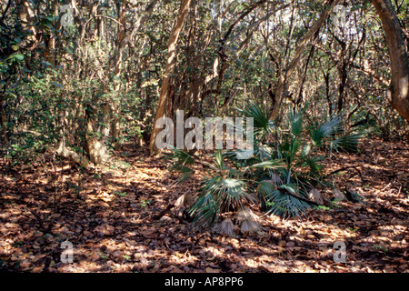 Ft. Lauderdale, Florida. Legno duro di vegetazione amaca compresi Saw Palmetto, serenoa repens. Hugh Taylor Birch Park. Foto Stock