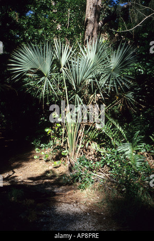 Ft. Lauderdale, Florida. Saw Palmetto, serenoa repens, Hugh Taylor Birch Park. Foto Stock