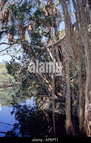 Ft. Lauderdale, Florida. Strangler Fig, ficus aurea, inizio a circondare le palme. Hugh Taylor Birch Park. Foto Stock