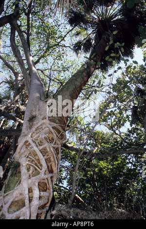 Ft. Lauderdale, Florida. Strangler Fig ficus aurea circonda la struttura Palm Tree Hugh Taylor Birch Park Foto Stock