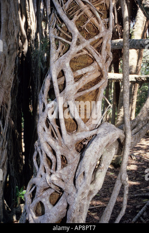 Ft. Lauderdale, Florida. Strangler Fig, ficus aurea, circonda il suo Palm Tree vittima Hugh Taylor Birch Park Foto Stock