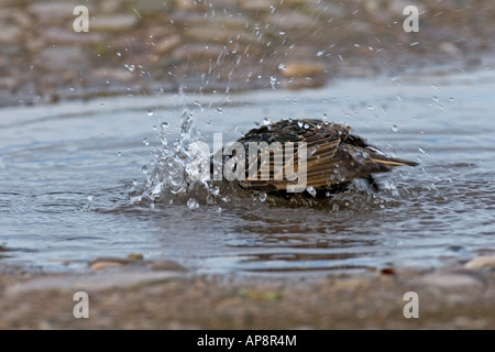 STARLING STERNUS VULGARIS la balneazione nella pozza Foto Stock