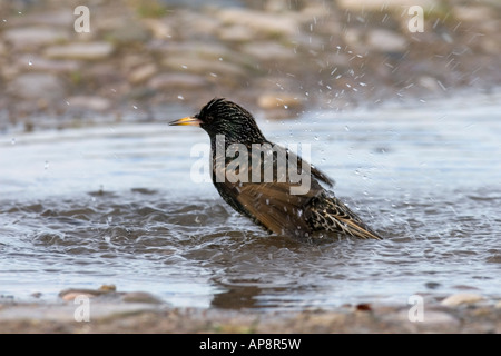 STARLING STERNUS VULGARIS la balneazione nella pozza Foto Stock