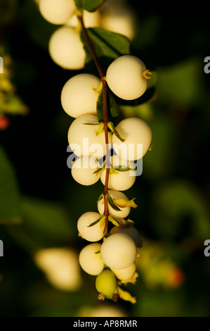 Bianco cremoso bacche appendere da una bussola nello Stato di Washington, USA al tramonto Foto Stock