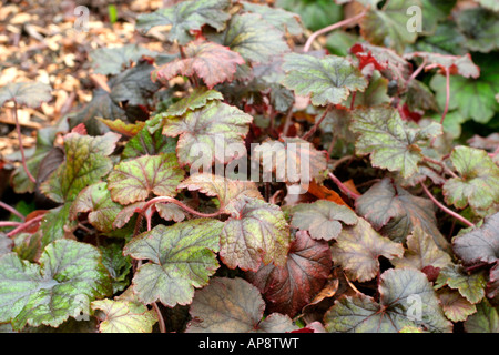 Tellima grandiflora rubra gruppo assume attraente fogliame bronzato durante il periodo invernale Foto Stock