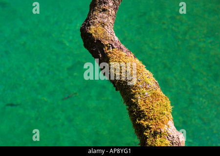 Mossy tronco di albero e la trota di fiume Gorge gola vicino a Bled Slovenia Foto Stock