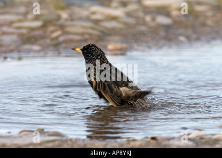 STARLING STERNUS VULGARIS la balneazione nella pozza Foto Stock