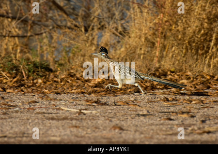 Un Road Runner corre a fianco di una strada sterrata Foto Stock