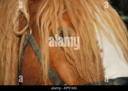 Close-up della testa di un Belgio cavallo, Equus caballus ferus. Foto Stock