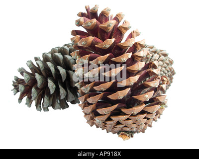 Pine cono isolato su bianco Foto Stock