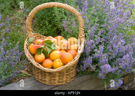 Un cestello di mature raccolte le albicocche varietà Moro Park Foto Stock