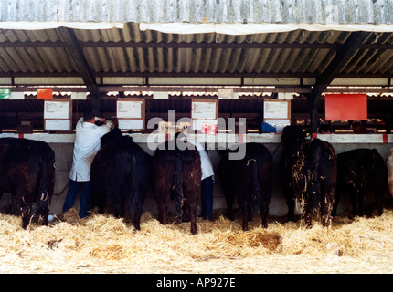 Fila di mucche al Royal Highland Show Ingliston Edinburgh Foto Stock