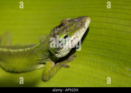 Verde geco nella luce del sole su una grande foglia verde focus sulla sua testa Foto Stock