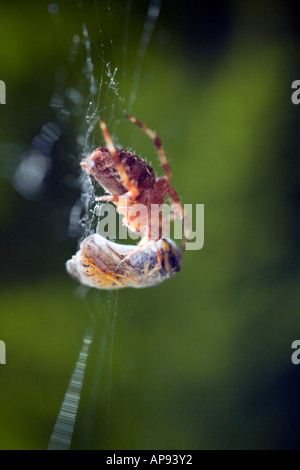 Un giardino europeo ragno con una Vespa COCOONED PRONTO PER IL PRANZO Foto Stock