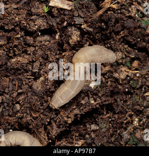 Leatherjacket cranefly Tipula sp larva sul suolo vicino fino Foto Stock