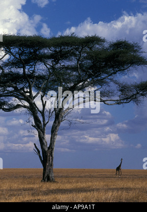 Un ombrello o con sommità piatta ACACIA CON UN LONTANO GIRAFFE sull'erba aperta pianure del Serengeti National Park in Tanzania Foto Stock