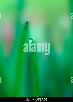 Mattina gocce di rugiada su foglie Foto Stock