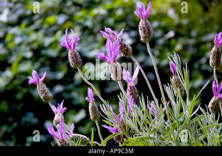 Lavendar bush Foto Stock