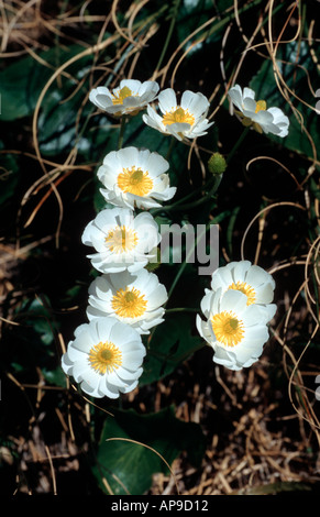 Mount Cook lily ranunculus lyallii Isola del Sud della Nuova Zelanda Foto Stock