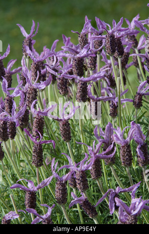 Spagnolo (lavanda Lavandula stoechas) fiori in Banksia Farm Mt. Barker, Western Australia, Ottobre. Foto Stock