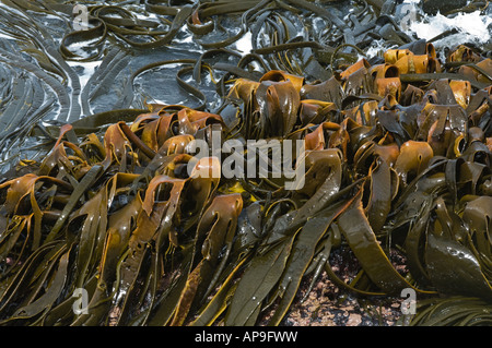 Giant Kelp Macrocystis pyrifera alghe brune sulla riva del Sea Lion Island Isole Falkland Est Sud Atlantico Dicembre Foto Stock