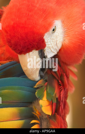 Un close-up di un scarlet macaw preening le sue piume colorate Foto Stock