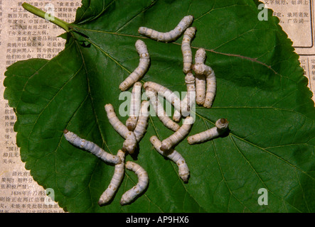 Silkworm bruchi alimentazione su foglie di gelso a, i ricami di Suzhou Research Institute, nella città di Suzhou, Cina Foto Stock