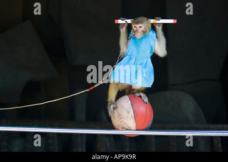 O di Guangxi Macaca Mulatta Monkey Monkey Island Isola di Hainan in Cina Foto Stock